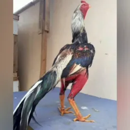 🐓8 🐓Grupo🦃 só 🐕‍🦺para🐦 🐕‍🦺animais🐓 🦃e 🐎aves🦜