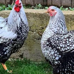 Grupo aves bagé venda e troca de aves é proibido tudo que nao tenha a ver com a descrição do grupo