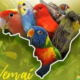 Venda e rolo de pássaros, Louveira e região