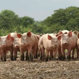 Quinta do brick🐮🐷🐎🐐🦚🐓🐏🦜💵