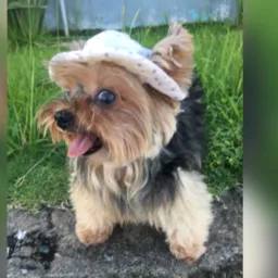 Vendas/Doações ANIMAIS 1