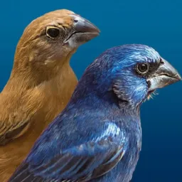 🐦‍⬛ Azulões Paraíba 🐦‍⬛