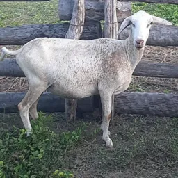 ESTA RIFA DA OVELHA CORRE HOJE PA DEDERAL