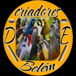 CRIADORES DE BELÉM 🐧🐦🐦‍⬛🦜