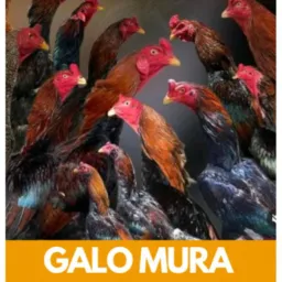 🐓Criadores de galo mura formiga mg