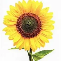 Os girassóis 🌻
