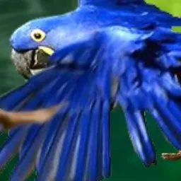 🥸🏵️Aves e venda Clientes cadastros