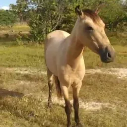 rifa de uma uma  poutra de égua