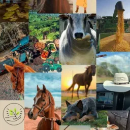 ROLO AGRO SÓ VEM