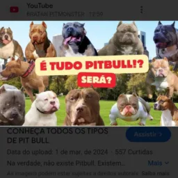 Amante dos cães tudo sobre cachorros Divinópolis MG