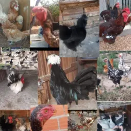 Compra e vendas de aves e animais