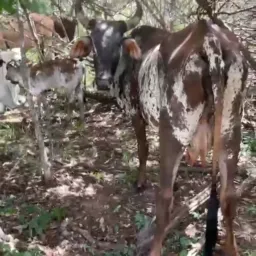 RIFA DE UMA VACA PARIDA DE FÊMEA 🐂 + 5 PIX DE 150 REAIS
