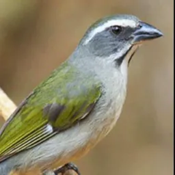 Feirão Oitizeiro AVES/GAIOLAS