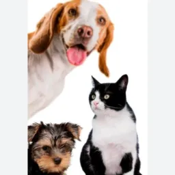 ADOÇÃO RESPONSÁVEL DE ANIMAIS | JUÍNA - MATO GROSSO