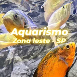 AQUARISMO ZONA LESTE SP OFICIAL