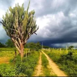 🌧️ SERTÃO MOLHADO 🌧️⛈️