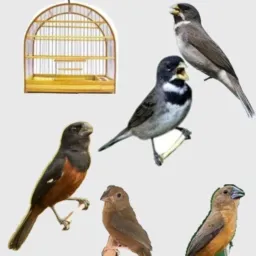 Curio coleiras e etc( vendas e troca)