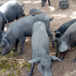 RIFA-SE quatro porco de 35 kilos