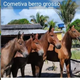 Comitiva Berro Grosso🐴🏇🏼🌱