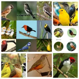 Bonde dos pássaros