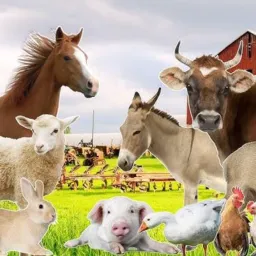 Grupo de venda de feira grande e região.