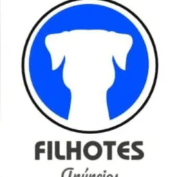 🩷FILHOTES PINSCHER🩷🐕🐕💯
