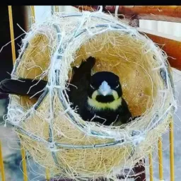 🌾”transferência de pássaros 🌱