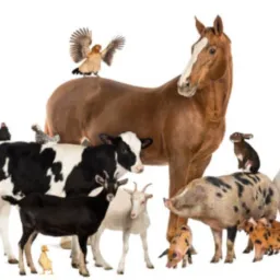 Venda e Compra de Animais