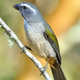 Passarinheiros de Piedade Candeias e Jordão