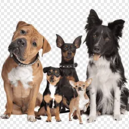 Venda e doações de cachorro Itupiranga.