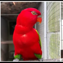 Venda de animais grupo supremo🚀