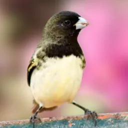 🦜Compra E Venda De Aves🦜