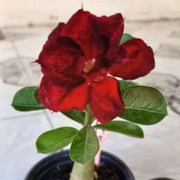 Doação de mudas de plantas barreirinhas