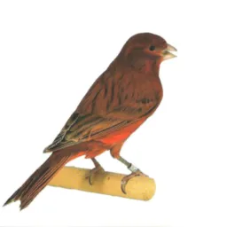 🐦⬛ROLO__DOS__PASSAROS 🐦⬛ Neves,justinopolis,regiãoes