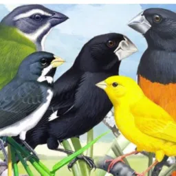 Aves em geral, rolo liberado