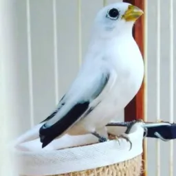 CRIADORES DE PAPA CAPIM🐧🐦