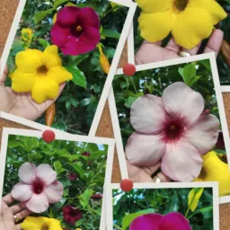 Plantas diversas🌹🌻🍀🪴🌵🌿🌲