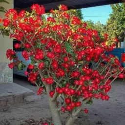 💐🪻🌹🌻Trocas vendas e doações plantas🌱🌴🪴