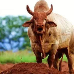 Sapezal Anúncios Em Geral
