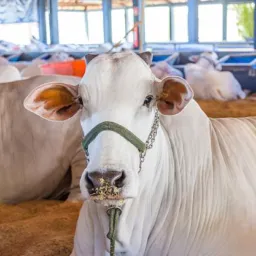 Compra e venda de gado sul goiano