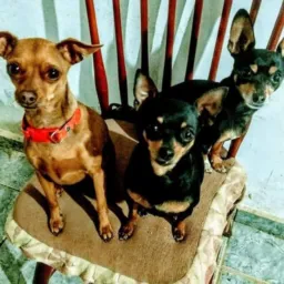 CLUBE DOS PINSCHER MUNDIAL 🌎🐶