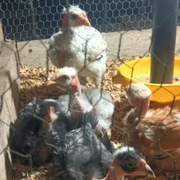 UARINI OFICIAL VENDAS DE ANIMAIS... TERRA DA FARINHA 🤝🫵🏻