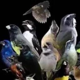 Rolo vendas das aves de Itaboraí  até a rj🐦‍⬛🐦