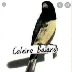 Passaros 2020  NF🤩🦅