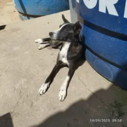 Feira do rolo de cachorro