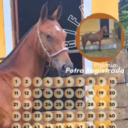 🍀RIFA POTRA MANGALARGA REGISTRADA 🔰🍀