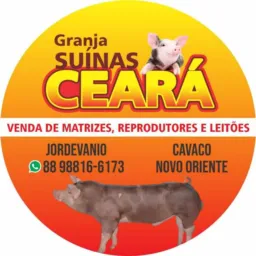 suínas Ceará🐖🐖