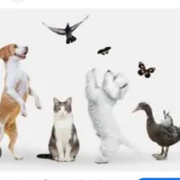 TUDO PARA PETS/ VENDAS OU DOAÇÃO BH E REGIÃO