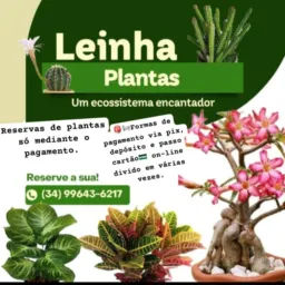 🪴🌺Plantas da Leinha 3Irìs🌸🪴.