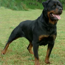 VENDA CACHORRO MOC REGIÃO